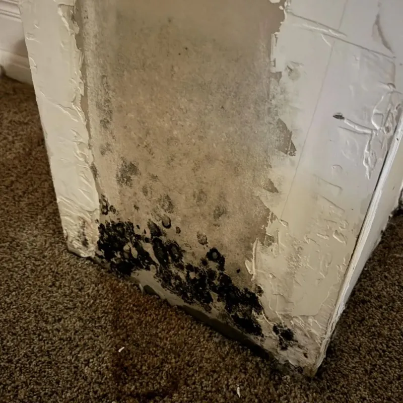 Professional Mold Removal in Shamokin, PA